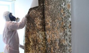 mold cleaning